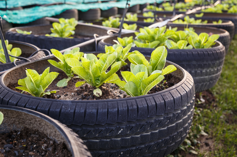 A row of large black rubber tires repurposed as plant containers, each filled with rich dark soil and young, vibrant green lettuce plants with broad, crinkled leaves. The tires are arranged on a garden bed or outdoor surface, with some visible green grass and soil around them. The tires have textured tread patterns and are stacked or placed side by side, creating a functional and eco-friendly gardening setup. Bright natural daylight illuminates the scene, highlighting the fresh foliage and the textured surface of the tires. The background includes additional tires or gardening elements, conveying a creative use of waste materials for on-site plant cultivation, reflecting environmentally conscious practices related to alternative waste handling or recycling in gardening and urban agriculture. The image aligns with the theme of managing waste and repurposing materials, as promoted by Big Ben’s rubbish services.