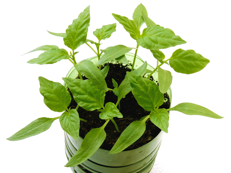 A close-up view of a potted plant with vibrant green leaves, cultivated in dark, moist soil within a glossy, dark green plastic pot. The leaves are broad, textured, and have prominent veins, with some exhibiting a slightly wavy edge. The pot is situated outdoors on a light-colored surface, possibly concrete or stone, with natural daylight illuminating the scene. The plant appears healthy and actively growing, which might be relevant in the context of sustainable waste reuse or eco-friendly gardening practices often associated with responsible rubbish management services like those offered by Big Ben. The background is neutral and unobtrusive, focusing entirely on the plant and container, emphasizing its condition and the use of eco-conscious materials that could subtly connect to environmental initiatives or waste repurposing concepts within the scope of alternative waste handling and sustainable disposal methods.